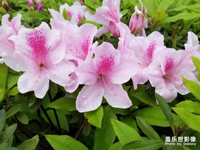 【不負(fù)好春光】+漂亮的杜鵑花