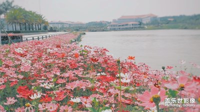 隨手拍