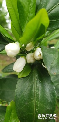 柑橘花，