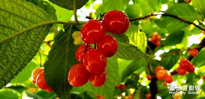 陽(yáng)光下的紅櫻桃