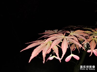 【不負(fù)好春光】春夜之美