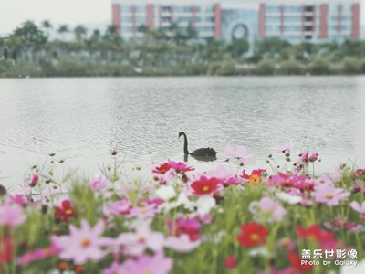 隨手拍