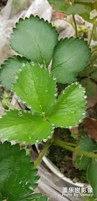 草莓??