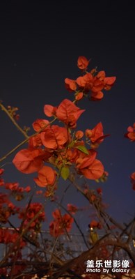 蓋樂世S9+夜拍三角梅首秀！