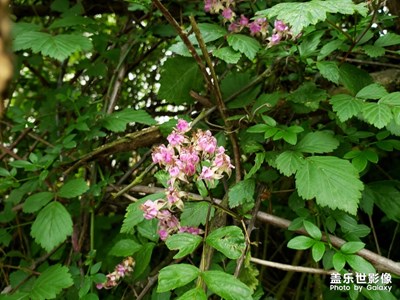 【不負(fù)好春光】春天最美的還是鮮花