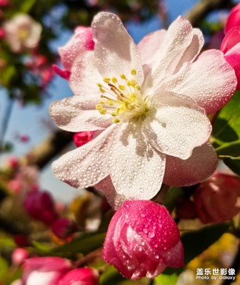 【不負(fù)好春光】繁花似錦