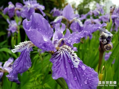 【不負(fù)好春光】春雨后的花朵更妖艷