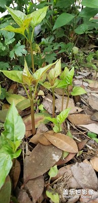 生命的延續(xù)。