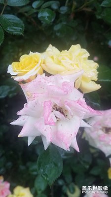 S7隨拍  雨中怒放的月季