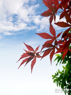 紅楓、綠葉、藍天、白云