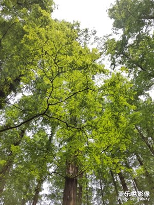 【玩轉五一】杭州游