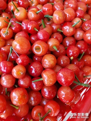 【玩轉(zhuǎn)五一】櫻桃熟了