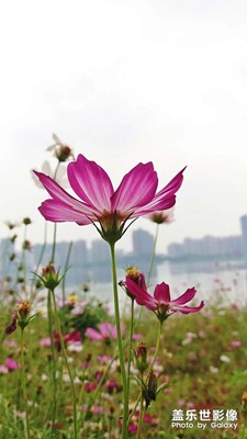格桑花