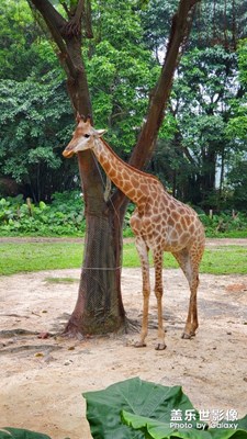 長(zhǎng)隆野生動(dòng)物園一日游