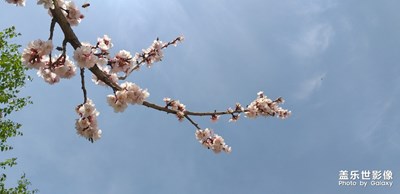 桃花盛開季