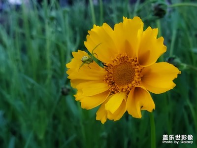河邊的金雞菊