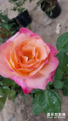 鮮花市場的小花??！