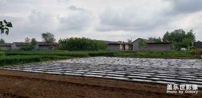 【走四方】+老家樹林