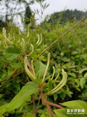 野生金銀花，