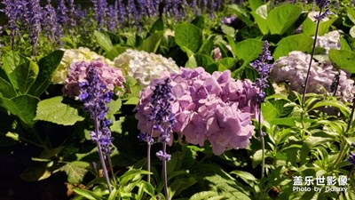 夜燈下路邊的花花花