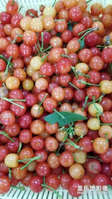 最美櫻桃紅。。。。。。。。