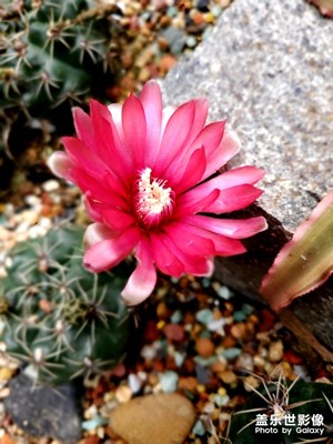 【玩轉(zhuǎn)五一】多肉