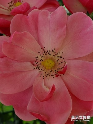 S10+隨手拍路邊花