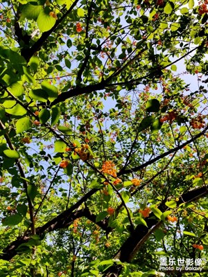 【初夏印象】+百花齊放