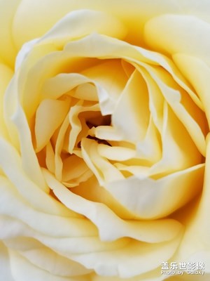 【初夏印象】+爭奇斗艷之花與紅火小龍蝦