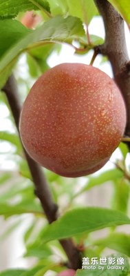 【初夏印象】+猜猜它是什么？