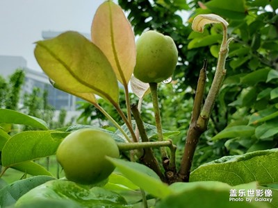 【初夏印象】累累果實(shí)