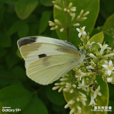 終于拍到這小家伙了