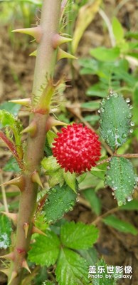 蛇莓。