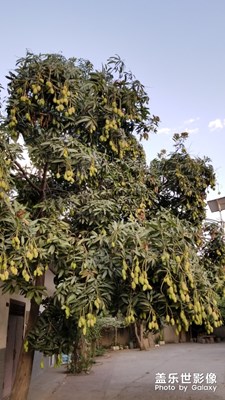 果果多的無(wú)法形容