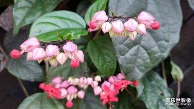 不知道這是什么花