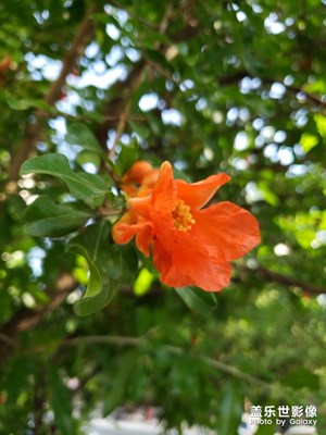 隨手拍-五月石榴花