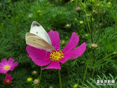 蝶戀花