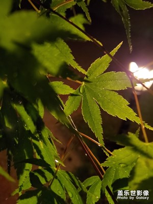 夜拍 純自動模式