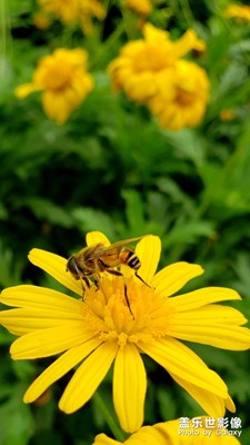 但得蜜成甘眾口，一身雖苦又何妨。