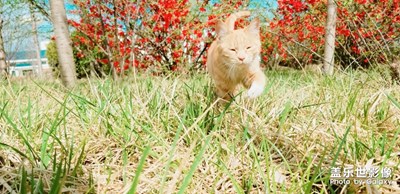 春天，聽說貓貓和花花更配喔