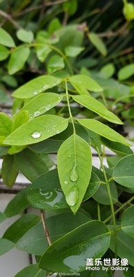 雨后樹葉的通透雨珠小景