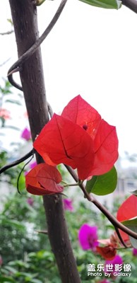 為什么鐘情三星呢？看圖便知！