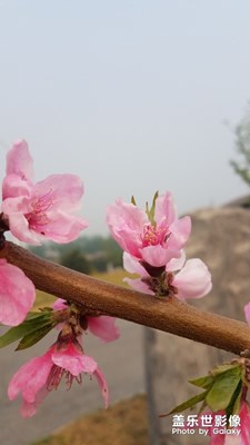 花花草草之 桃花（紅）