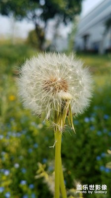花花草草之 以前拍的蒲公英