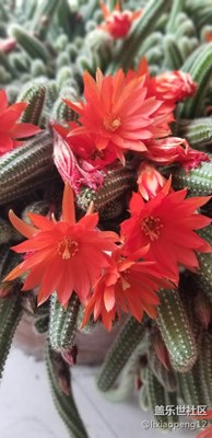 艷麗，美麗的花經(jīng)過(guò)三星手機(jī)的拍攝如此艷麗。