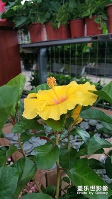 花花草草之 花草市場(chǎng)