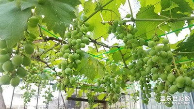 蔬果之 葡萄