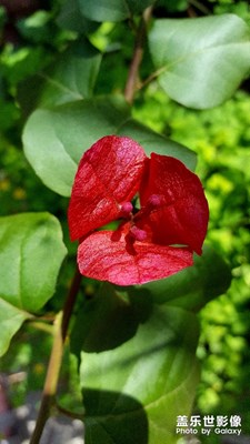 總覺得S和N系列的三星拍照不錯(cuò)