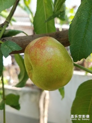 花花草草之 長(zhǎng)大的蟠桃