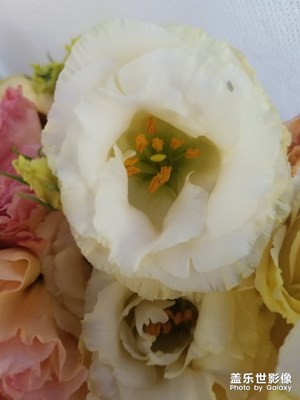 花花草草之 洋桔梗